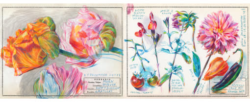 Botanische Portraits mit Farbstiften locker und lebendig zeichnen